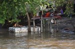 Initiation Of Bihar Flood Documentation Exercise -2016 by BSDMA(Pictures taken by BSDMA professionals in field) 23-08-2016.